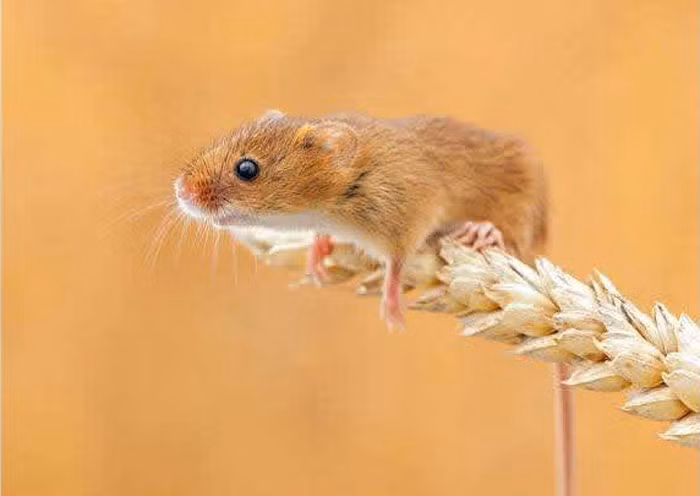 Trong 3 tháng 8-9-10, với tinh thần lạc quan và chủ động, họ nghênh đón vận may dành cho mình, cộng với sự nỗ lực của bản thân và thu về những kết quả mỹ mãn. 