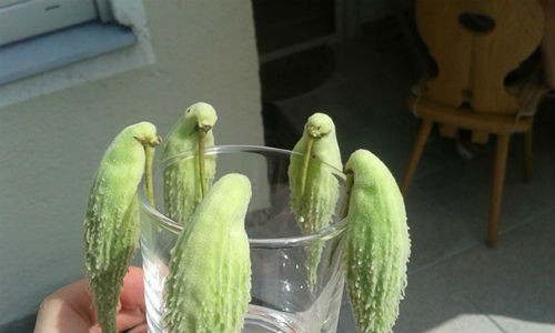 Bạn có thấy loại quả này giống như những chú chim đang uống nước?