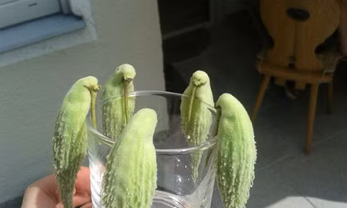 Bạn có thấy loại quả này giống như những chú chim đang uống nước?