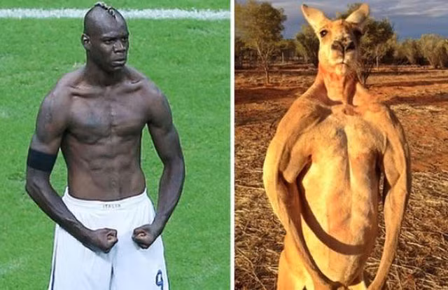 Mario Balotelli rất giống Kangaroo.