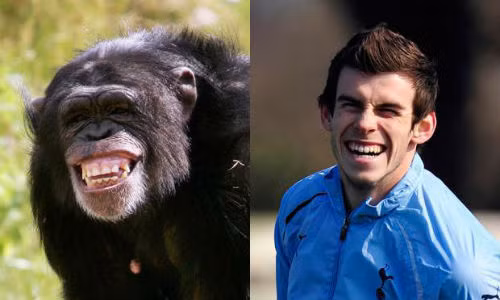  Gareth Bale cười rất giống khỉ là một trong những hình ảnh ngộ nghĩnh liên tưởng cầu thủ bóng đá giống hệt động vật.