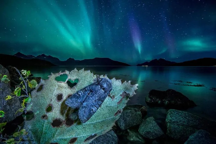 Sâu bướm Gynaephora groenlandica nổi tiếng vì có thể chịu được nhiệt độ thấp tới -70 độ C, vòng đời thành sâu bướm của nó lên tới 14 năm. Ảnh: /Audun Rikardsen.