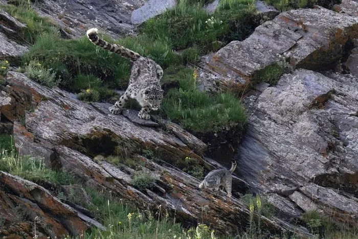 Ở hạng mục động vật trên cạn, bức ảnh đẹp nhất mô tả cuộc xung đột giữa mèo Pallas và báo tuyết, do nhiếp ảnh gia Donglin Zhou chụp tại tỉnh Tứ Xuyên, Trung Quốc. 