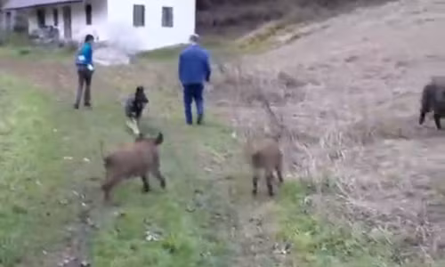 Cho gan da, mot minh dau voi lon rung bao ve chu