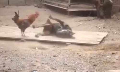 Phi cuoi xem cho va ga dai chien