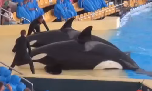 Man nhan xem doi ca voi khong lo tam cho khan gia