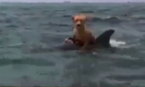 Ca heo cuu chu cho khoi ca map, cong tro ve thuyen