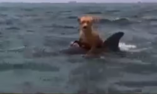 Ca heo cuu chu cho khoi ca map, cong tro ve thuyen