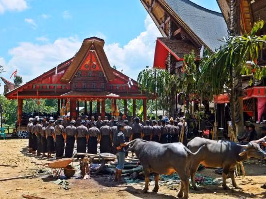 Sau khoảng thời gian dài "sống" cùng người quá cố, người Toraja sẽ thực hiện lễ an táng cho người chết để họ đến cõi vĩnh hằng.
