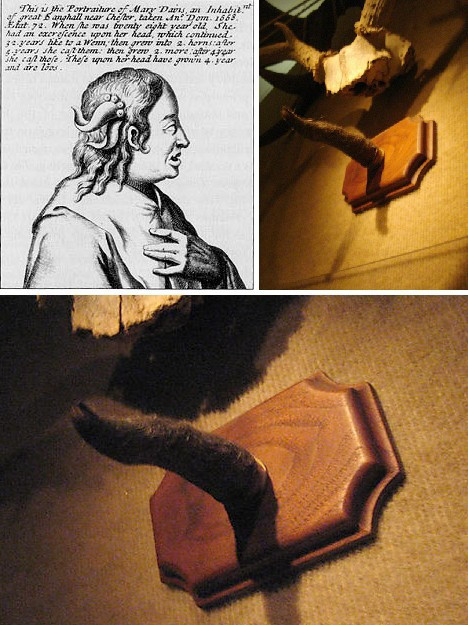 Một trong những chiếc sừng của bà Mary hiện được trưng bày tại Bảo tàng Công nghệ Jurassic ở thành phố Culver, California, Mỹ.