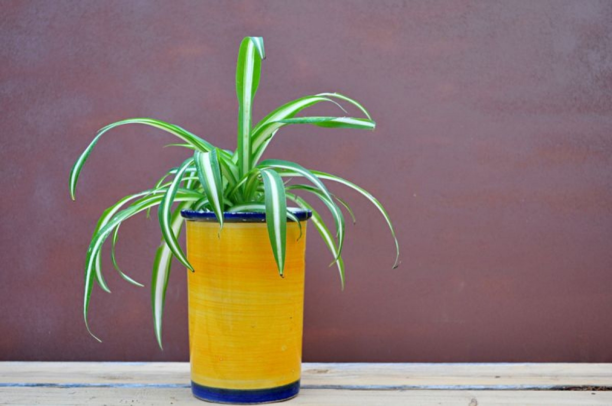 Cây lục thảo trổ: Cây lục thảo trổ, hay cây nhện, cũng là một loại cây cảnh trong nhà với công dụng thanh lọc không khí tuyệt vời. Ưu điểm của giống cây này là chúng rất dễ chăm sóc và không gây ngộ độc, do đó bạn có thể đặt chúng ở bất cứ nơi đâu trong nhà.