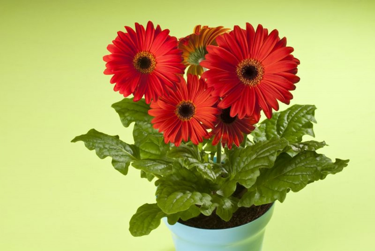 Cây hoa đồng tiền: Những cây hoa đồng tiền đến từ Nam Phi là loại cây cảnh lý tưởng để đặt trong nhà nếu bạn vừa muốn thanh lọc không khí, vừa muốn điểm tô cho căn nhà những sắc màu sặc sỡ.