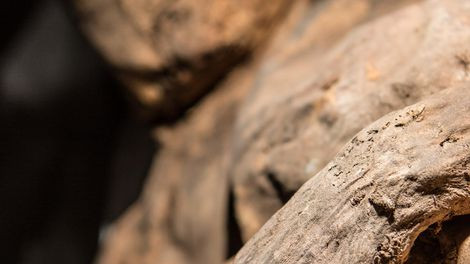 Tuy nhiên, đến năm 1996, các chuyên gia tiến hành kiểm tra lại niên đại của xác ướp. Theo đó, kết quả cho thấy những thi hài này có niên đại khoảng 9.400 tuổi.