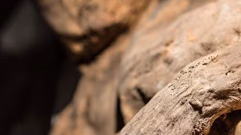 Tuy nhiên, đến năm 1996, các chuyên gia tiến hành kiểm tra lại niên đại của xác ướp. Theo đó, kết quả cho thấy những thi hài này có niên đại khoảng 9.400 tuổi.