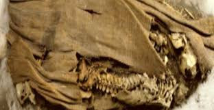 Các nhà khoa học tiến hành phân tích, so sánh và đối chiếu ADN của hai xác ướp với những thi hài có niên đại từ 600 - 12.000 năm tuổi được tìm thấy ở khắp châu Mỹ.