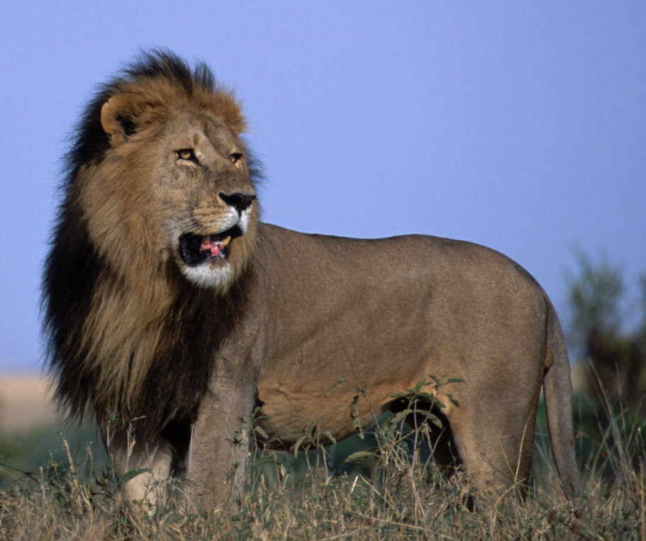 Đến nay, nhiều người hoài nghi về việc liệu thảm kịch ở làng Njombe có thực sự do một phù thủy sai khiến đàn sư tử gây ra hay không. Bởi các nhà khoa học chưa thể chứng minh pháp sư, phù thủy có khả năng siêu nhiên, bao gồm việc điều khiển động vật tấn công, giết người theo ý muốn của họ. Vì vậy, vụ việc ở làng Njombe vẫn là một bí ẩn lớn. Không ai biết rõ lý do vì sao đàn sư tử lại hung hăng, khát máu đến như vậy. Ảnh minh họa.