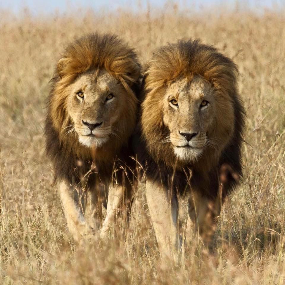 Trước nhiều cái chết, một số dân làng cầu xin các trưởng lão xóa bỏ hiềm khích với phù thủy Mangera để cuộc sống trở lại bình thường.