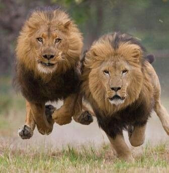 Tuy nhiên, lời thỉnh cầu này không được chức sắc trong làng chấp nhận. Do đó, số người bị đàn sư tử tấn công ngày càng tăng thêm.