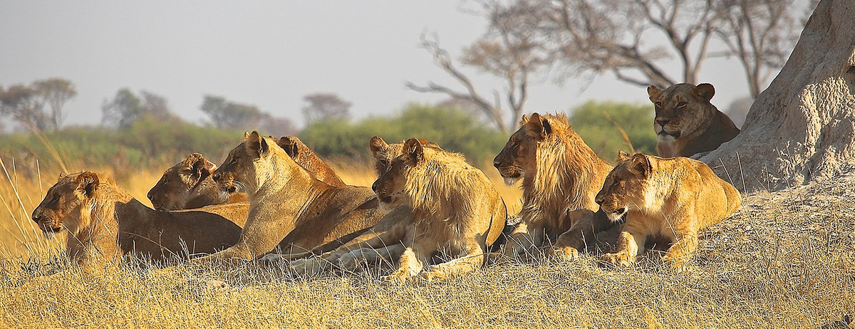 Một số giai thoại kể về việc đàn sư tử tấn công dân làng Njombe chịu sự sai khiến của một phù thủy tên Matamula Mangera.