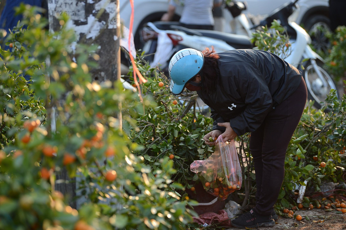 Thậm chí, nhiều tiểu thương còn cố vớt vát hái nốt quất để vứt cây.