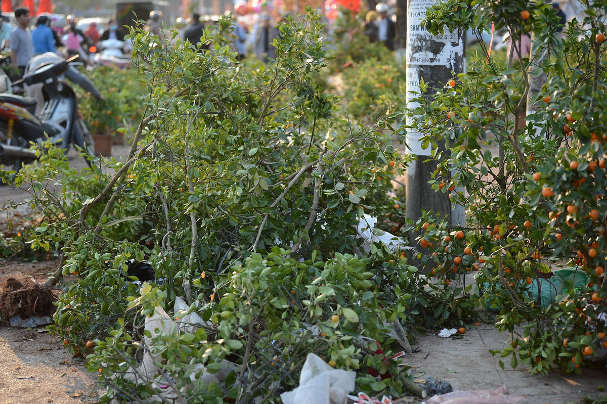 Một người bán quất trên phố Lạc Long Quân - cho biết: "Không bán được thì phải bỏ lại chứ tiền đâu mà thuê xe chở quất về lại vườn. Giá mà chủ vườn nhận lại quất, đào ế cũng rẻ như bèo".