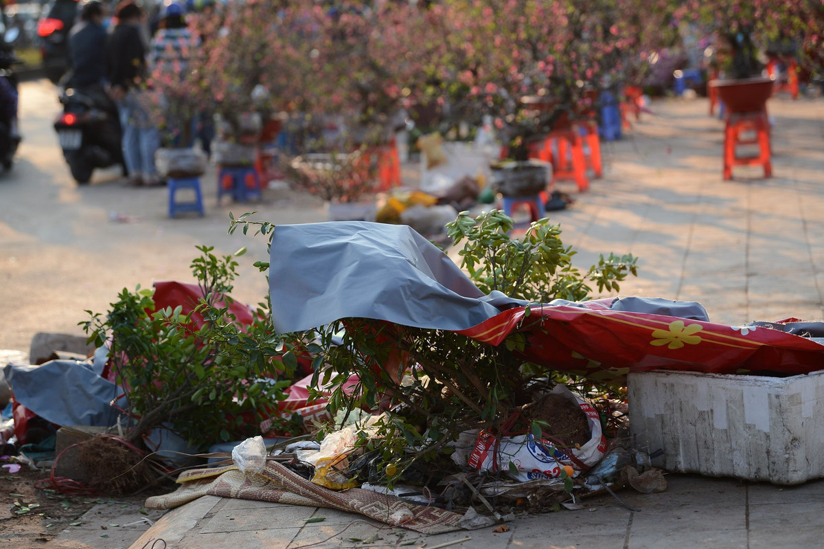 Hôm nay 30 Tết, nhiều người cố gắng bán hết chỗ đào, quất để về nhà để cúng ông bà tổ tiên. Hàng trăm cành đào, quất không bán được đã bị chủ nhân bỏ đống trên đường đê Âu Cơ. 