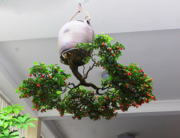 Mua cay “re tien” ve trong “nguoc”, khach tra ca chuc trieu van khong ban-Hinh-7