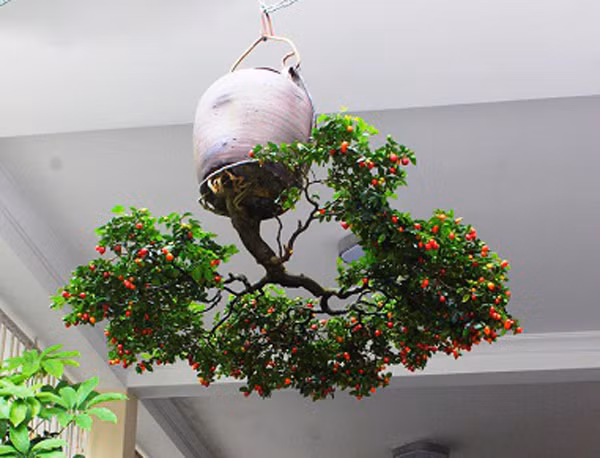 Mua cay “re tien” ve trong “nguoc”, khach tra ca chuc trieu van khong ban-Hinh-7