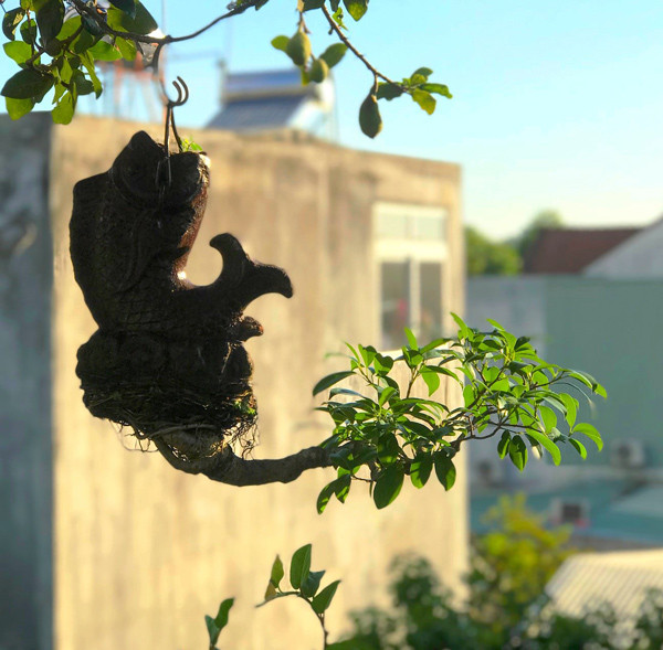 Mua cay “re tien” ve trong “nguoc”, khach tra ca chuc trieu van khong ban-Hinh-5