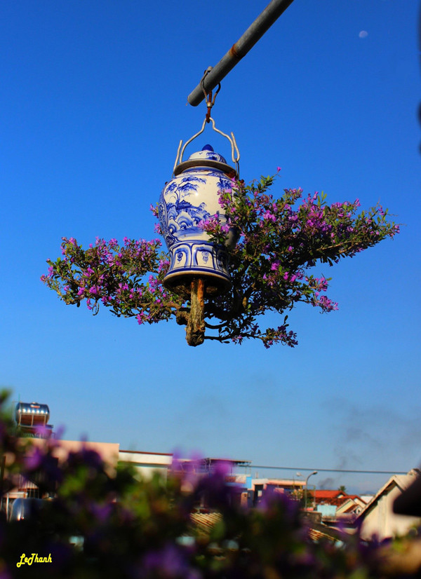 Mua cay “re tien” ve trong “nguoc”, khach tra ca chuc trieu van khong ban-Hinh-2