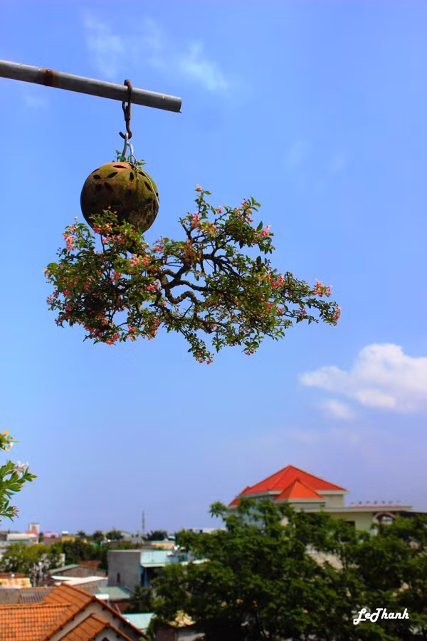 Mua cay “re tien” ve trong “nguoc”, khach tra ca chuc trieu van khong ban