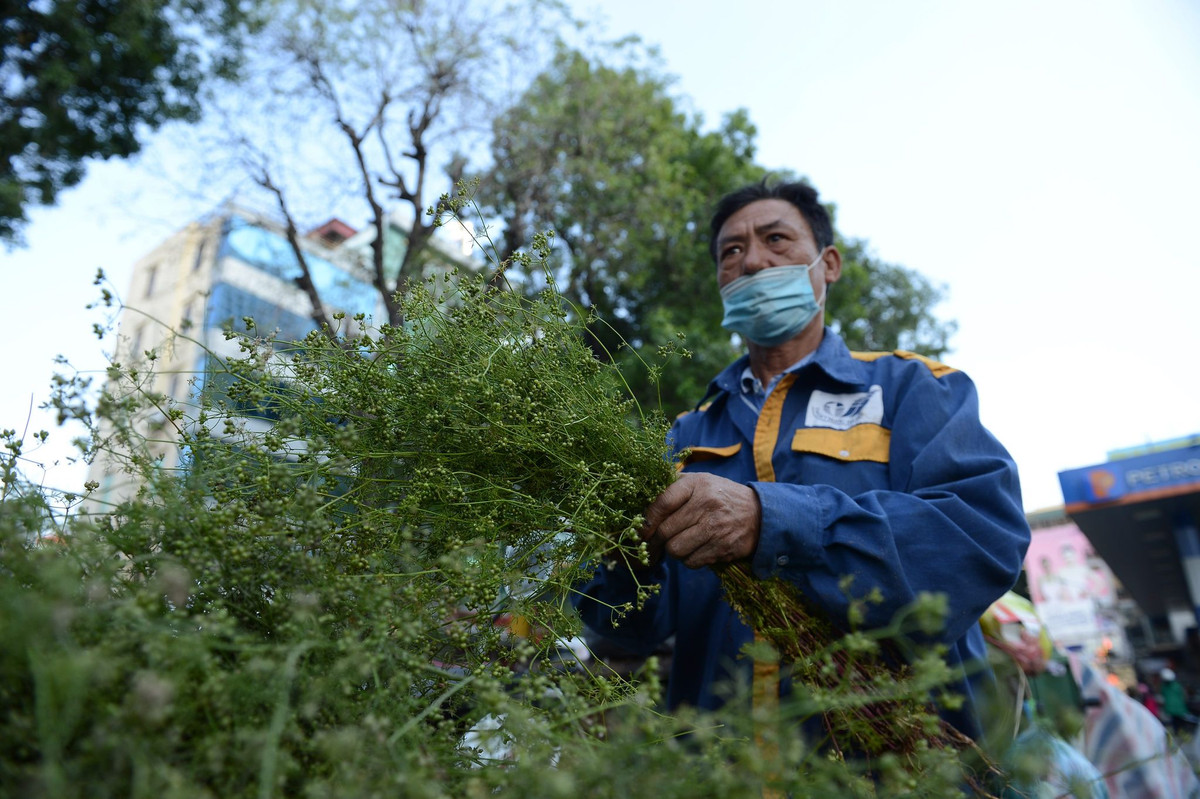 Theo chị Lan (Thanh Xuân, HN), trong rau mùi già có thể nhiễm thuốc bảo vệ thực vật, thuốc trừ sâu... nên việc rửa thật kỹ, thật sạch loại rau này là cần thiết.