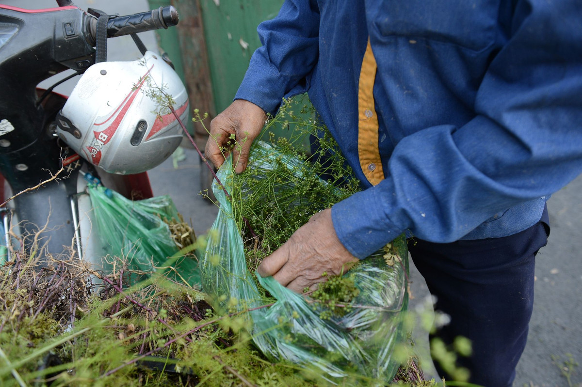 Ngoài ra, rau mùi được thu hoạch và bán trực tiếp từ người nông dân, không qua xử lý bảo quản, có nguy cơ nhiễm khuẩn từ những vi khuẩn có sẵn trong đất, có thể dính vào lá rau.