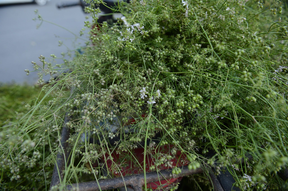 Lá mùi già mua về sẽ được rửa sạch, không để nát lá rồi sau đó cho vào nồi nước đun sôi sẽ tạo mùi thơm dễ chịu khi tắm.