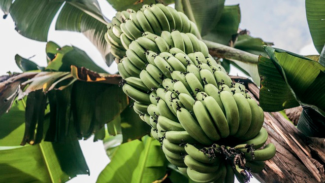 Người miền Nam không dùng chuối để chưng trên mâm ngũ quả ngày Tết vì phương ngữ thường đọc từ "chuối" thành "chúi" nên họ quan niệm chuối gắn liền chúi nhủi, làm ăn không phất lên được. Ảnh: Unsplash.