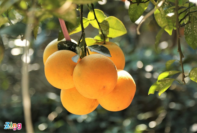 Ngoài chuối, người miền Nam sẽ tránh cam, quýt, lê, táo. Bởi theo quan niệm, lê, táo ý nói lê lết, đổ bể, dễ thất bại. Cam, quýt gắn với quan niệm "quýt làm cam chịu" mang ý nghĩa lam lũ, vất vả. Ảnh: Phạm Trường.