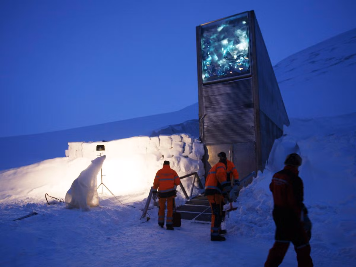 Nhờ hạt giống được lưu trữ trong Svalbard Global Seed Vault, các nước trên thế giới sẽ có thể khôi phục được loài cây đó.