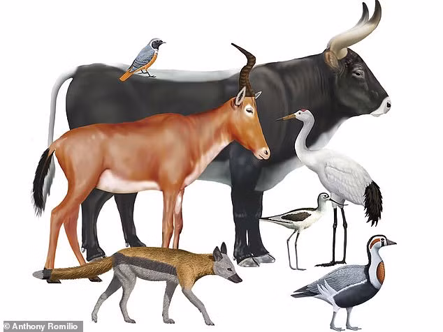 Chuyên gia Romilio hoài nghi về giả thuyết này. Họ cho rằng, cặp chim trên có một số điểm khác với ngỗng ngực đỏ như chùm lông bên sườn khá độc đáo chưa từng được nhìn thấy từ trước đến này.