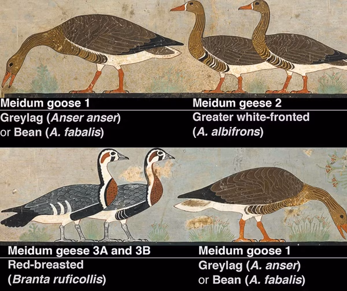 Tiếp đến, 2 con chim màu xám và đỏ có kích thước nhỏ hơn một chút đang quay mặt về phía bên phải. Chúng có vẻ ngoài khá giống ngỗng ngực đỏ (Branta ruficollis). Đây là một loài ngỗng hiếm sống ở Tây Âu.