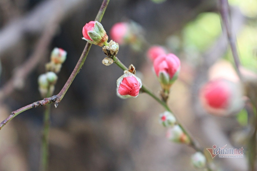Loi chuc Tet Nguyen dan hay, y nghia tang nguoi than, ban be