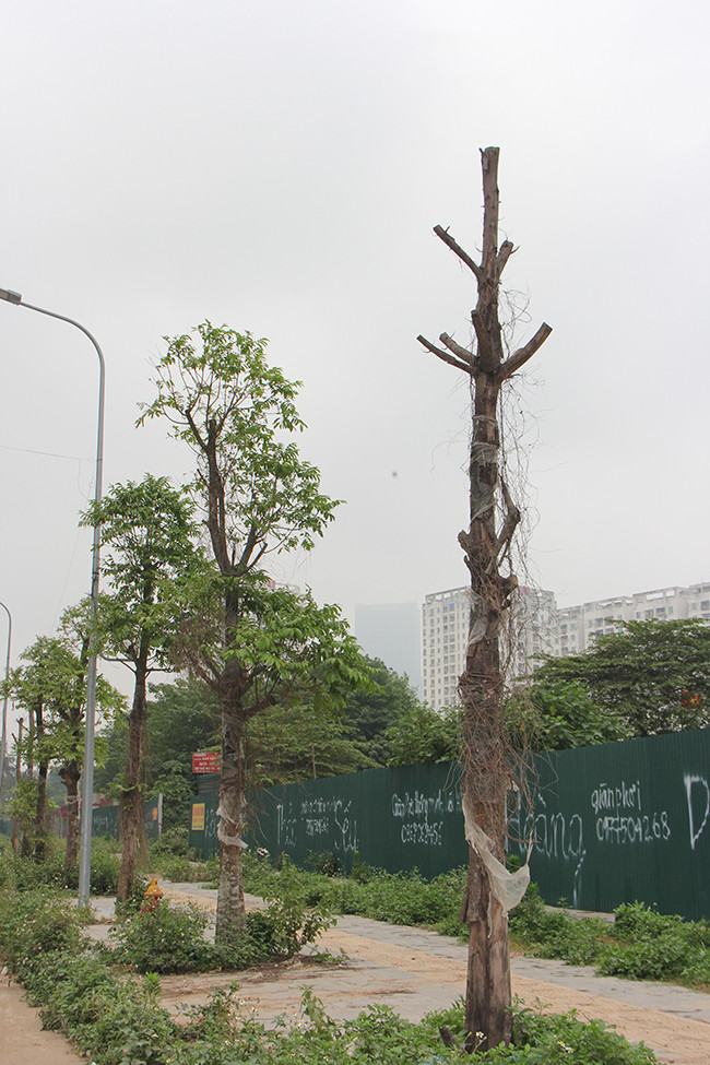 Một số cây may mắn vẫn sống sót, nhưng cũng đang trong tình trạng thoi thóp. Thậm chí, người dân có thể dễ dàng bóc được lớp vỏ ngoài của cây. 