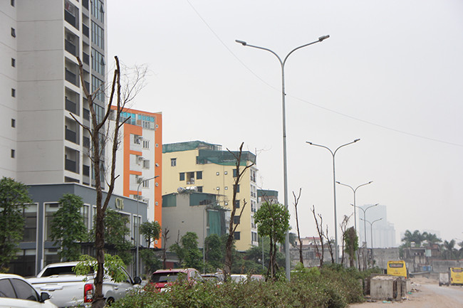 Ngoài ra, hàng loạt cây xanh được trồng tại nơi đây cũng đang bị chết khô.