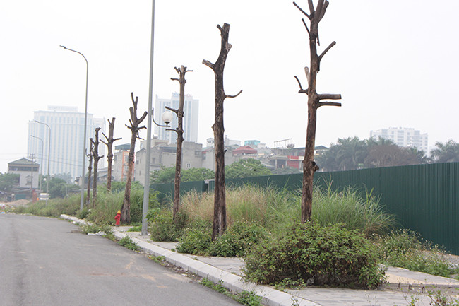 Tuy nhiên, những cây xanh bị chết vẫn chưa được cơ quan chức năng liên quan xử lý. "Nếu trời mưa to, gió lớn, các cây bị chết rất dễ bị gãy, đổ đè người đi đường bất cứ lúc nào", một người dân lo lắng.