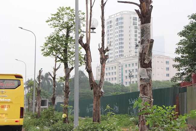 Hàng chục cây xanh có đường kính từ 20 – 30 cm, cao từ 3 – 4 mét dọc bên đường đang có hiện tượng khô héo hoặc chết hẳn. 