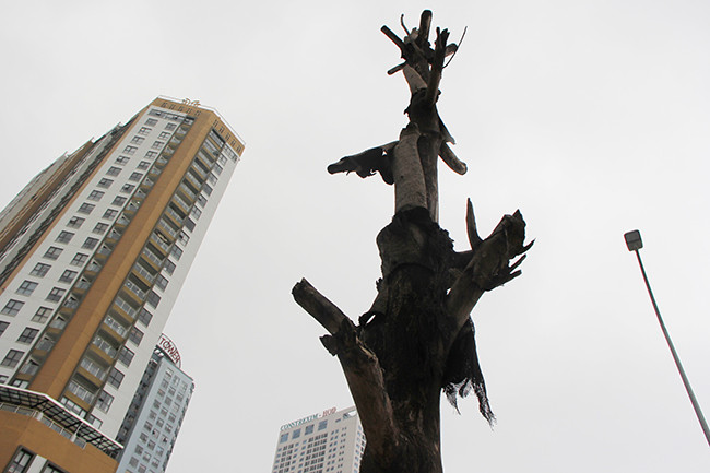 Mỗi cây xanh được trồng ở đây có đường kính 50-60 cm và có mã số riêng.