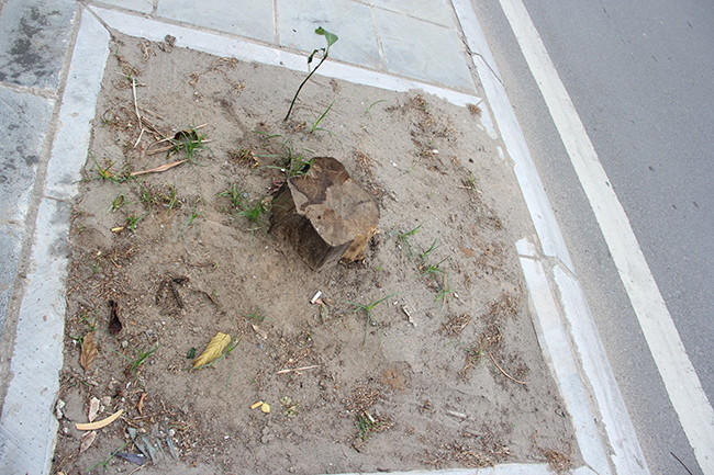 Nhiều cây khô bị cắt bỏ để lại gốc có thể tiềm ẩn nguy hiểm cho người đi bộ khi vấp phải.