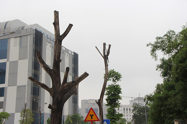 Nhiều cây sấu có dấu hiệu chết khô, tiềm ẩn nguy cơ đổ gãy cao trong mùa mưa bão sắp tới.