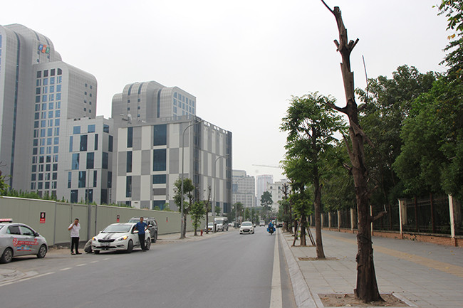 Việc những cây xanh bị chết không được thay thế mất mỹ quan đô thị, mất an toàn giao thông cho người đi đường.