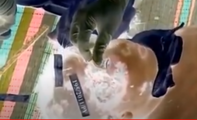 Đúng lúc này, Cửu nghe người nhà anh Cường gọi giục sao không thấy đón cháu Dũng về, y trả lời đã có ai đón cháu rồi. Cháu Dũng thấy vậy bung được dây trói chạy trốn. Cửu bắt lại trói tiếp rồi lấy đá đập vào đầu cháu Dũng rồi hất cháu Dũng xuống hố rồi trở về nhà anh Cường như không có gì xảy ra. 