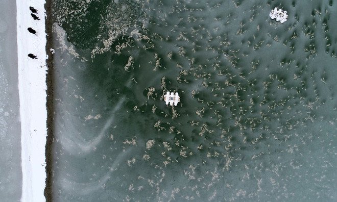 Cá đối đầu dẹt bị chết cóng do nhiệt độ xuống thấp ở thành phố Muan, Hàn Quốc. (Nguồn Guardian)